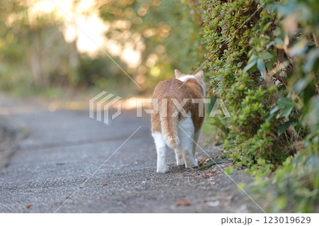 野良 ねこ 野良 ねこ 123019629