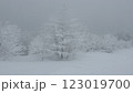 雪の積もった針葉樹 123019700