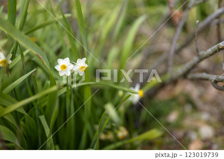 スイセン お花 春 【神奈川県 平塚市】 123019739