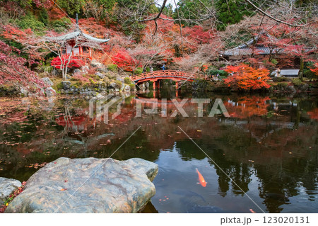 Koi fish on pond with Pavilion and bridge in fall, Daigoji temple, Kyoto Koi fish on pond with Pavilion and bridge in fall, Daigoji temple, Kyoto 123020131