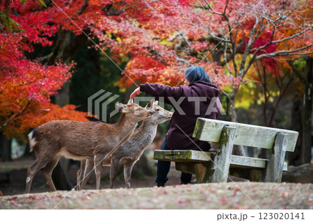 2 deer beg tourist woman for food crackers in Nara park at fall, Japan 123020141