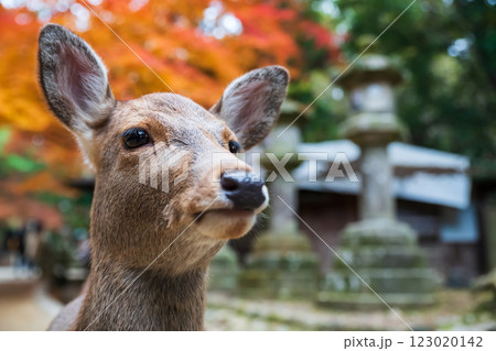 portrait of deer face with colorful autumn leaf, Kasuga Taisha Shrine, Nara portrait of deer face with colorful autumn leaf, Kasuga Taisha Shrine, Nara 123020142