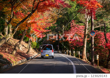 car drive on street by colorful maple tree tunnel in autumn, Nara car drive on street by colorful maple tree tunnel in autumn, Nara 123020143