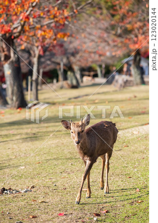 Cute deer with little antler walk at Nara Park with colorful maple leaf Cute deer with little antler walk at Nara Park with colorful maple leaf 123020144