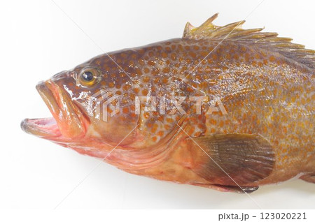 大型のキジハタ・アコウ(雉羽太) 大型のキジハタ・アコウ(雉羽太) 123020221