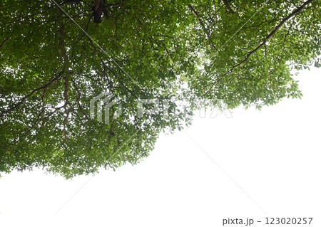 big tree with green leaf on white sky in springtime big tree with green leaf on white sky in springtime 123020257