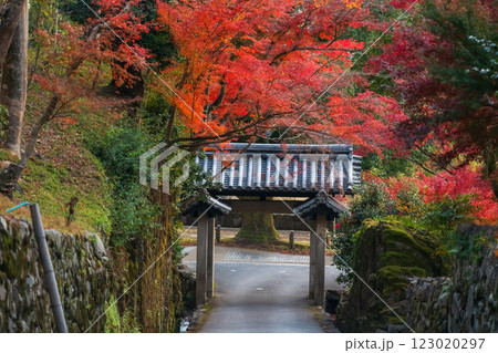 Koshoji Temple entrance gate with colorful fall maple tree tunnel, Uji Koshoji Temple entrance gate with colorful fall maple tree tunnel, Uji 123020297