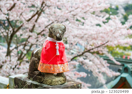 Fox dog statue at pink cherry tree in Yutoku Inari Shrine, Kashima Fox dog statue at pink cherry tree in Yutoku Inari Shrine, Kashima 123020499