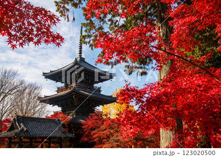 Red maple leaves and wood pagoda of Shinnyodo Temple, Kyoto 123020500