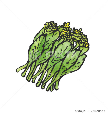 菜の花の手描き筆絵風イラスト 菜の花の手描き筆絵風イラスト 123020543