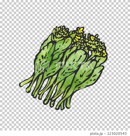油菜花的手繪插畫 123020543