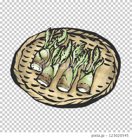 芋頭的手繪插圖 123020545