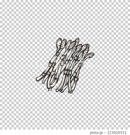 手繪插圖的馬尾 手繪插圖的馬尾 123020551