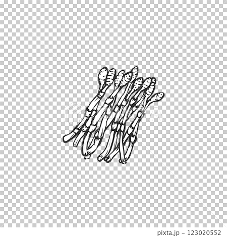 手繪插圖的馬尾 手繪插圖的馬尾 123020552