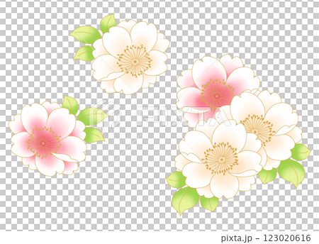 華やかな桜の花 123020616