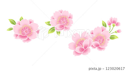 複数の桜の花のイラスト素材 123020617