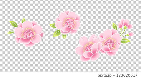 複数の桜の花のイラスト素材 123020617