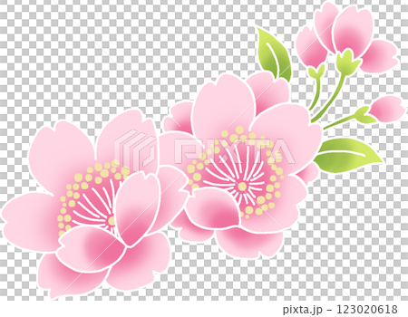 ピンク色の桜の花のイラスト素材 123020618
