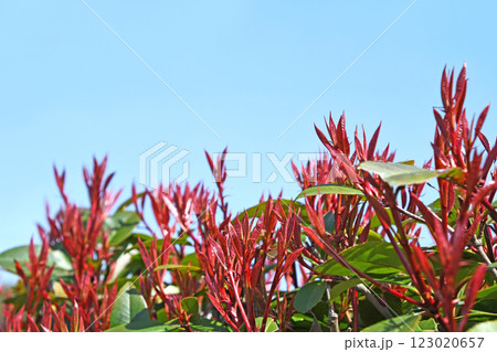 春の日差しを浴びて鮮やかなカナメモチ（要黐） 123020657