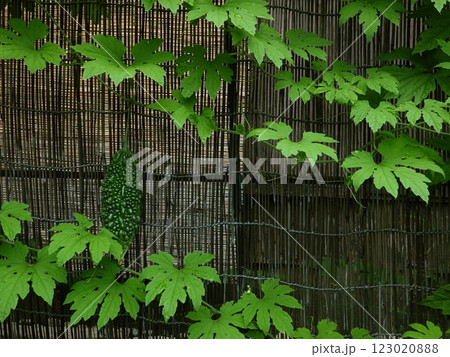 つたうゴーヤーの緑色の葉と果実 123020888