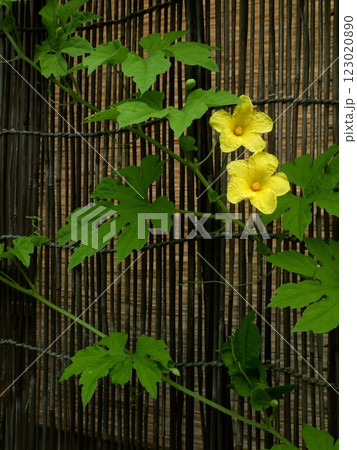 ゴーヤーの黄色い雄花二輪 123020890