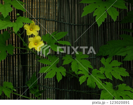 ゴーヤーの黄色い雄花二輪 ゴーヤーの黄色い雄花二輪 123020891