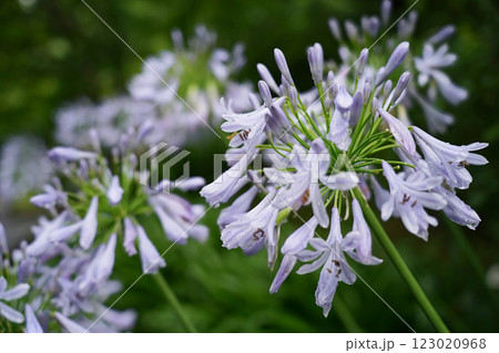 アガパンサスの優雅な輝き アガパンサスの優雅な輝き 123020968