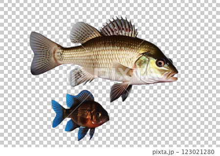 Peacock bass, Eye tail cichlids on transparency background PNG 123021280