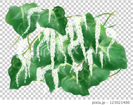 オカワカメの花と葉の手描きイラスト オカワカメの花と葉の手描きイラスト 123021480