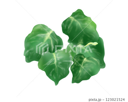 オカワカメの手描きイラスト 123021524