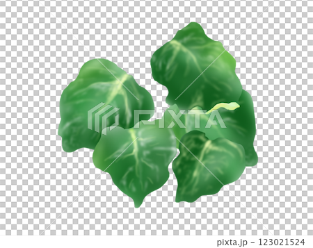 オカワカメの手描きイラスト 123021524