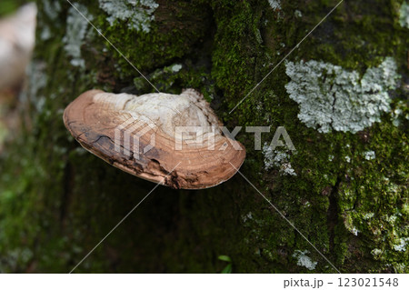 苔生した木の幹から生えたキノコ 123021548