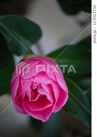 赤い椿の花 赤い椿の花 123021592