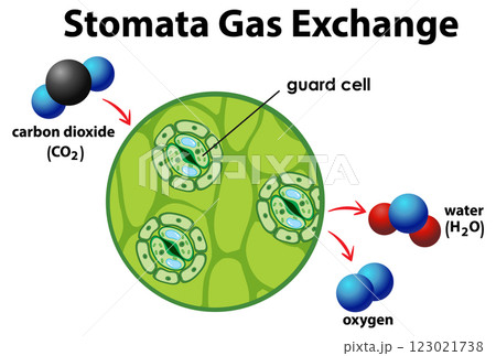 Stomata Gas Exchange Illustration 123021738