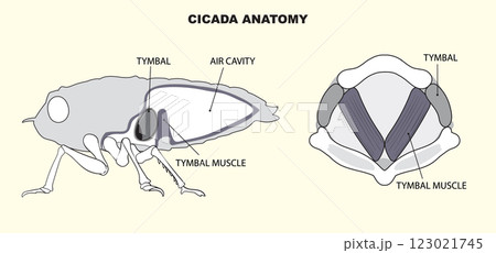 Cicada Anatomy and Sound Mechanism Cicada Anatomy and Sound Mechanism 123021745