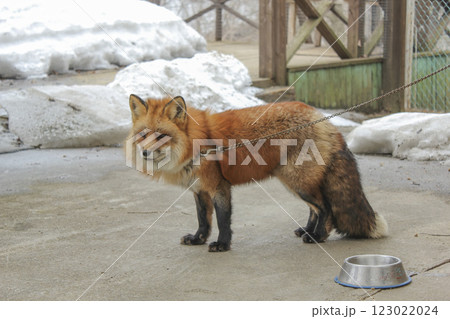 宮城蔵王キツネ村の狐 123022024