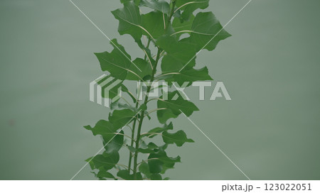 水辺と雑草 123022051