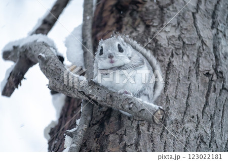 北海道　エゾモモンガ　小動物　哺乳類　かわいい 123022181