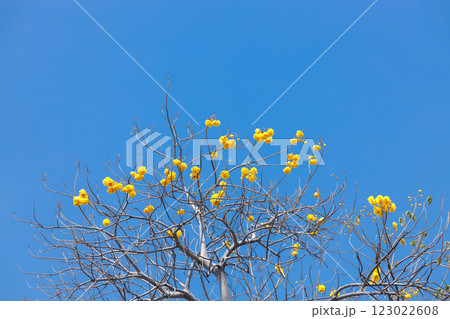 Golden Trumpet tree or Tabebuia chrysotricha cheerful blooming against blue sky. Golden Trumpet tree or Tabebuia chrysotricha cheerful blooming against blue sky. 123022608