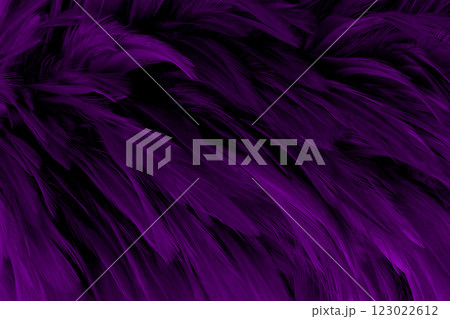 Beautiful dark purple bird feathers pattern texture background. 123022612