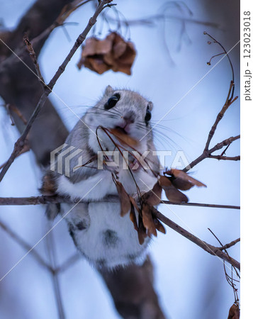 北海道 エゾモモンガ 小動物 哺乳類 かわいい 北海道 エゾモモンガ 小動物 哺乳類 かわいい 123023018