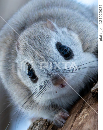 北海道 エゾモモンガ 小動物 哺乳類 かわいい 北海道 エゾモモンガ 小動物 哺乳類 かわいい 123023023