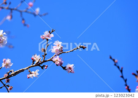 十月桜と冬晴れの空 十月桜と冬晴れの空 123023042