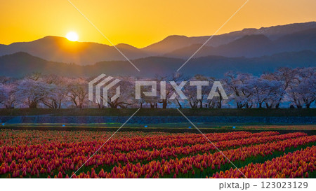 あさひ舟川（春・夜明け） 123023129