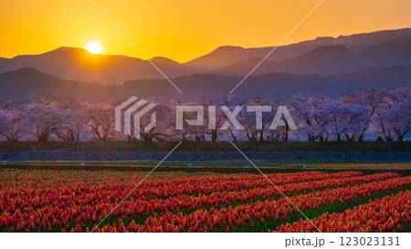 あさひ舟川（春・夜明け） 123023131