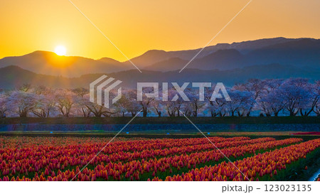 あさひ舟川（春・夜明け） 123023135