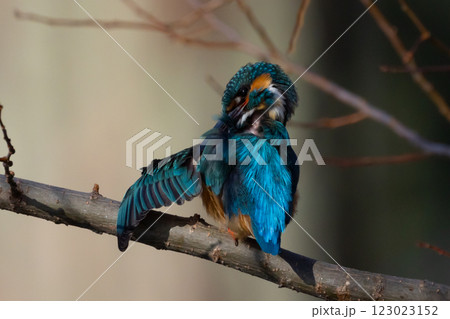 埼玉県川越市池辺　川越水上公園　修景池（ボート池）の水辺の枝にとまり羽繕いするカワセミ 123023152