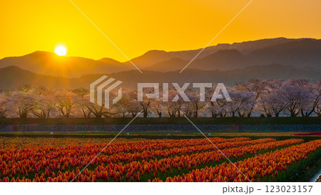 あさひ舟川（春・夜明け） 123023157