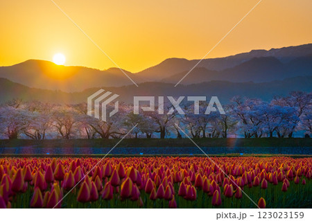 あさひ舟川（春・夜明け） 123023159