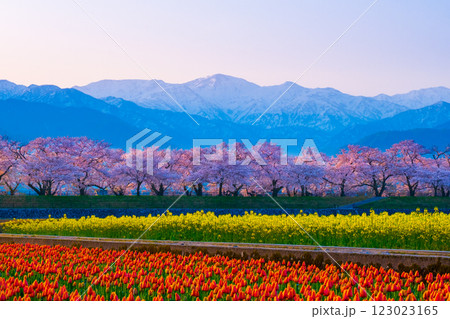 あさひ舟川・春の四重奏 あさひ舟川・春の四重奏 123023165